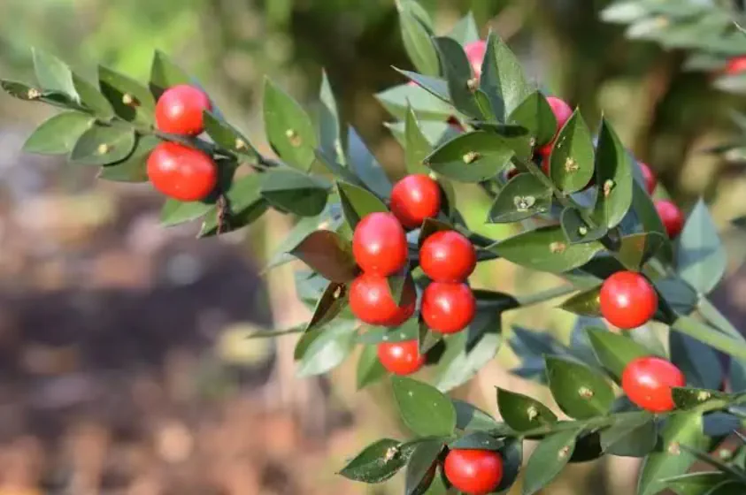 Butcher's Broom Root Extract, a circulation-supporting botanical used in NervoCalmX